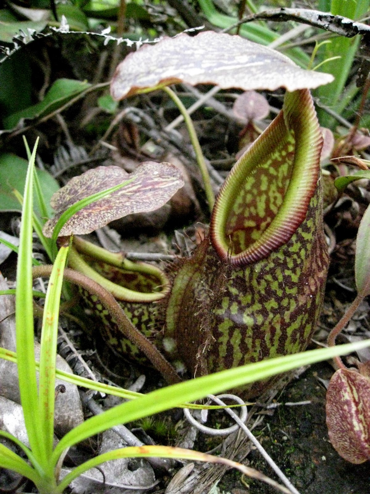 Nepenthes gymnamphora — la trampa de cerca