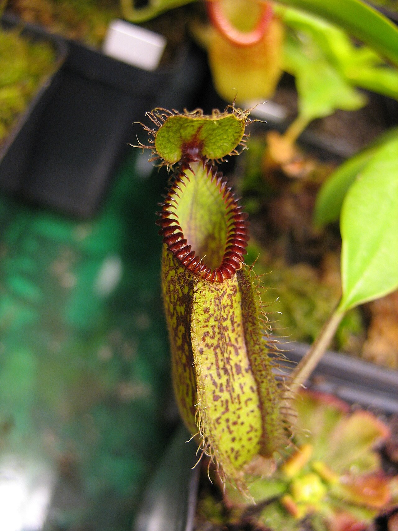 Nepenthes hamata