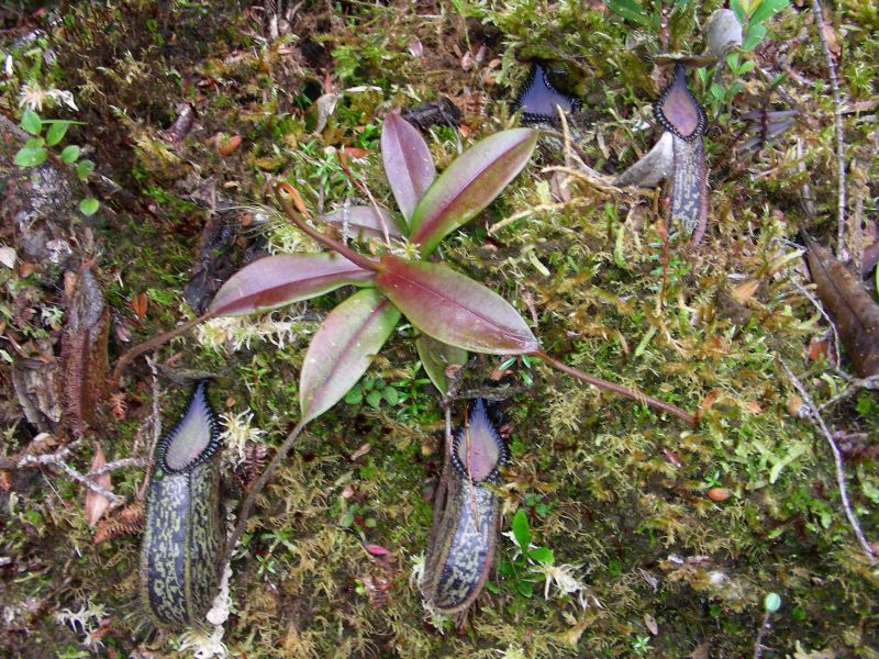 Nepenthes hamata — el hábitat