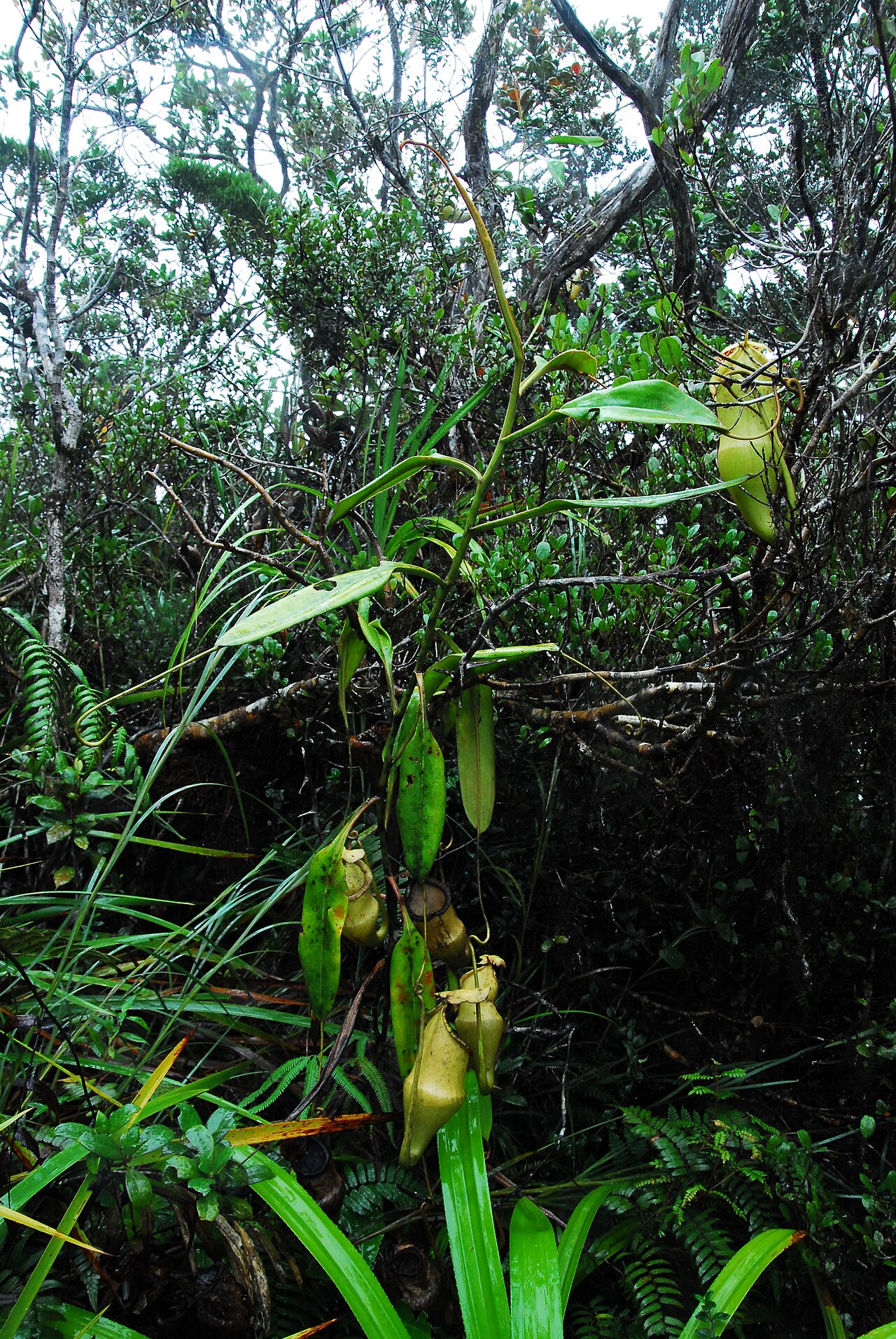 Nepenthes hamiguitanensis