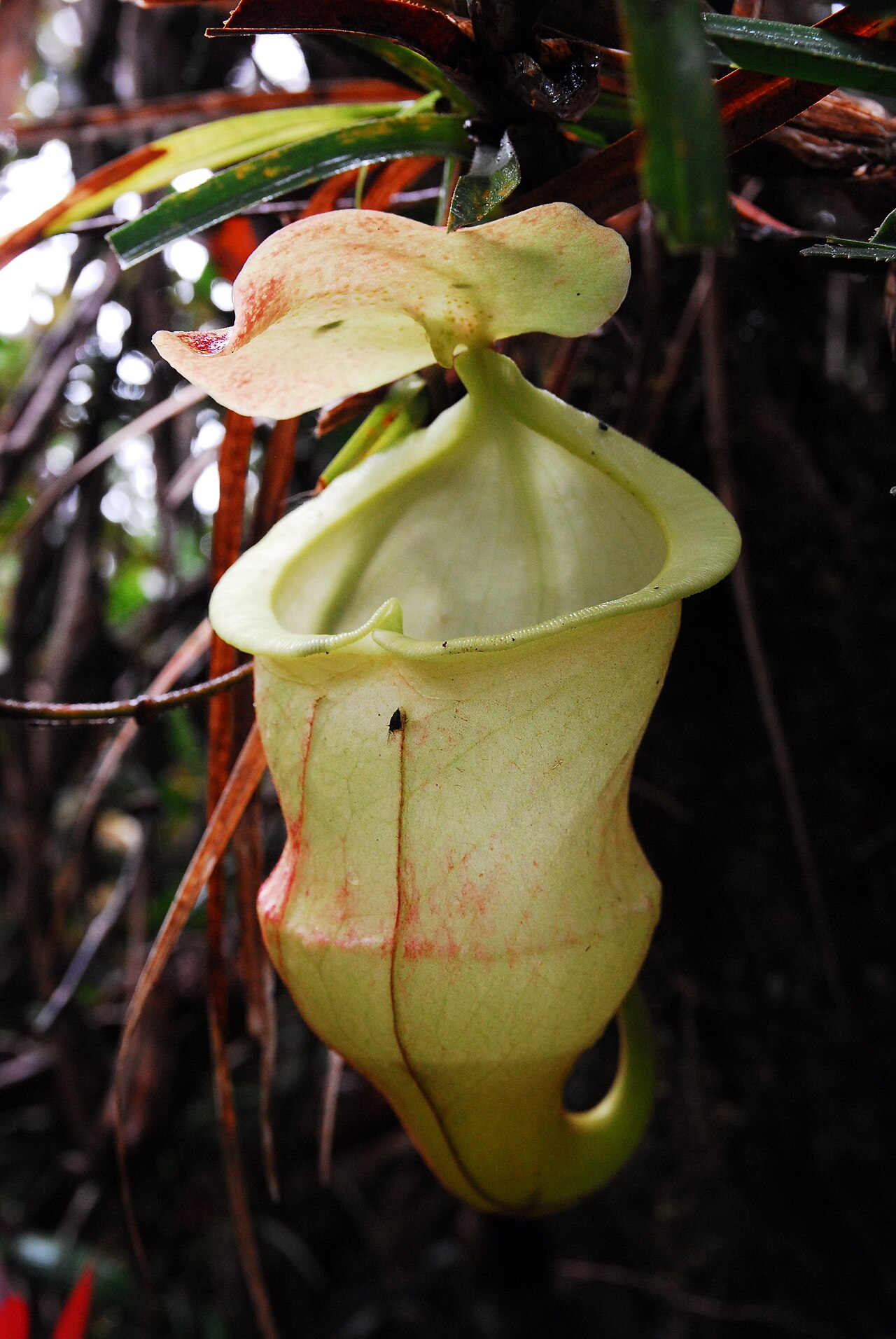 Nepenthes hamiguitanensis — the trap in close-up