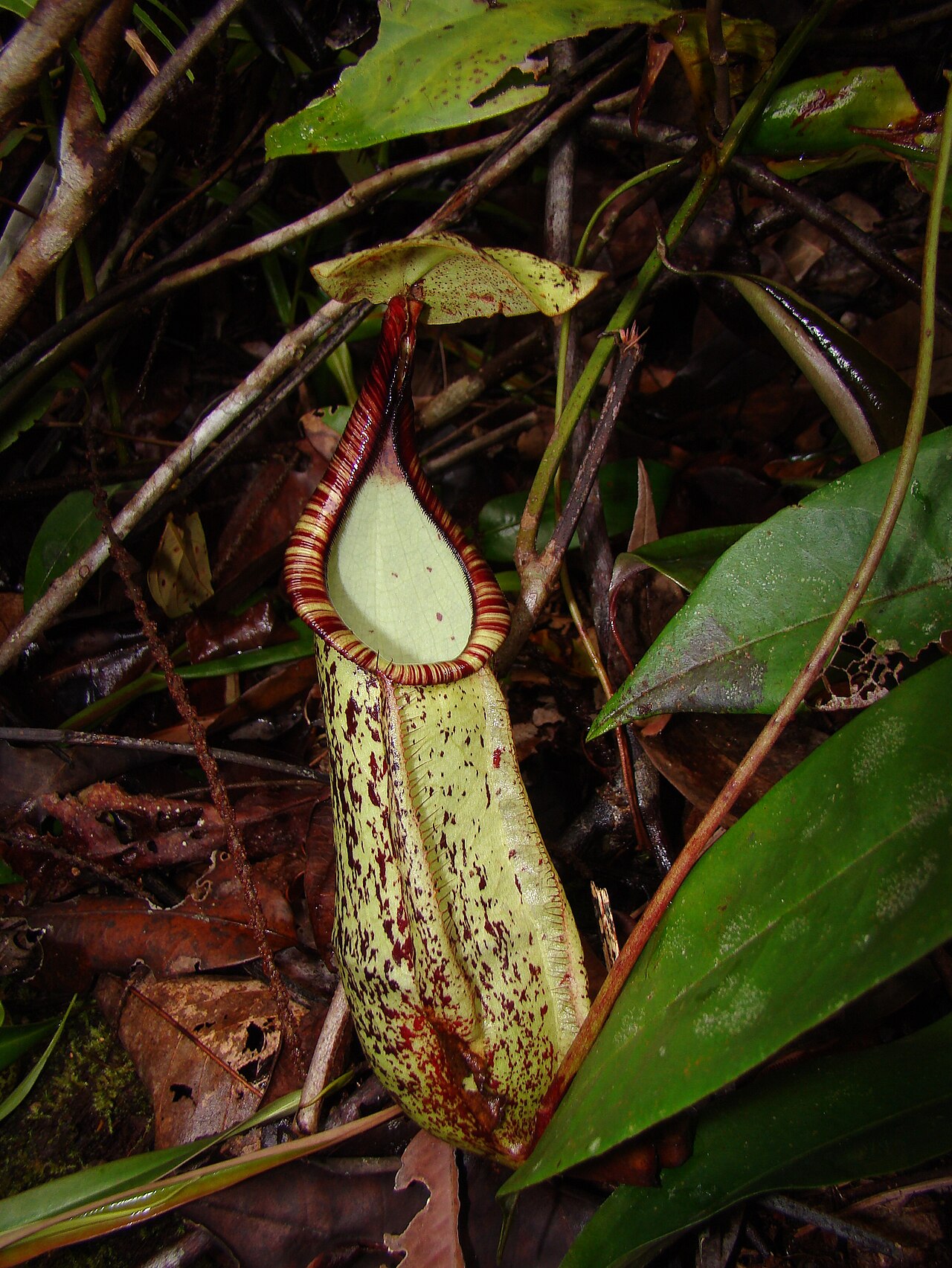 Nepenthes hemsleyana — de val van dichtbij