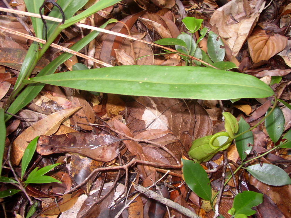 Nepenthes hirsuta