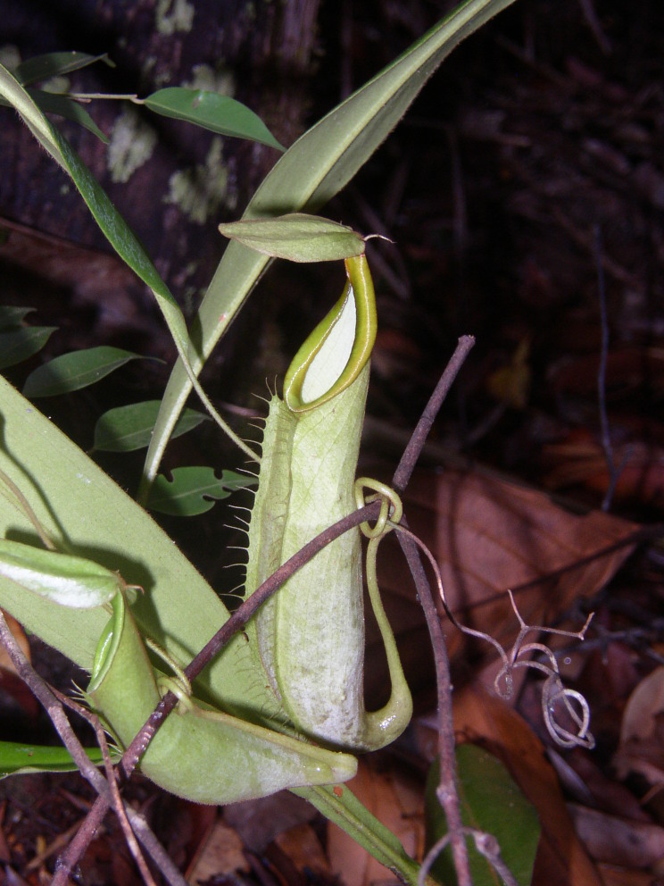 Nepenthes hirsuta — de val van dichtbij