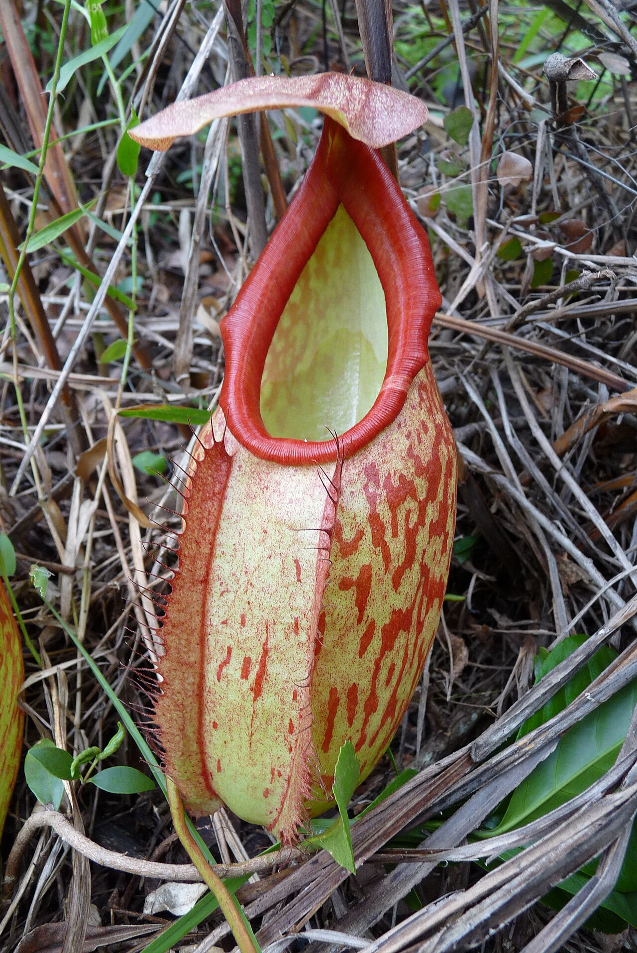 Nepenthes holdenii