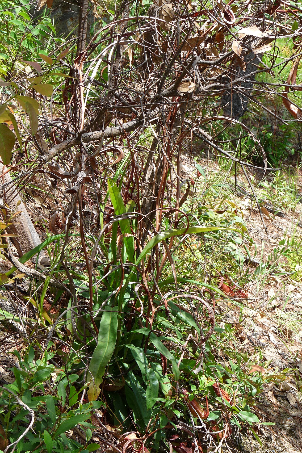 Nepenthes holdenii — el hábitat