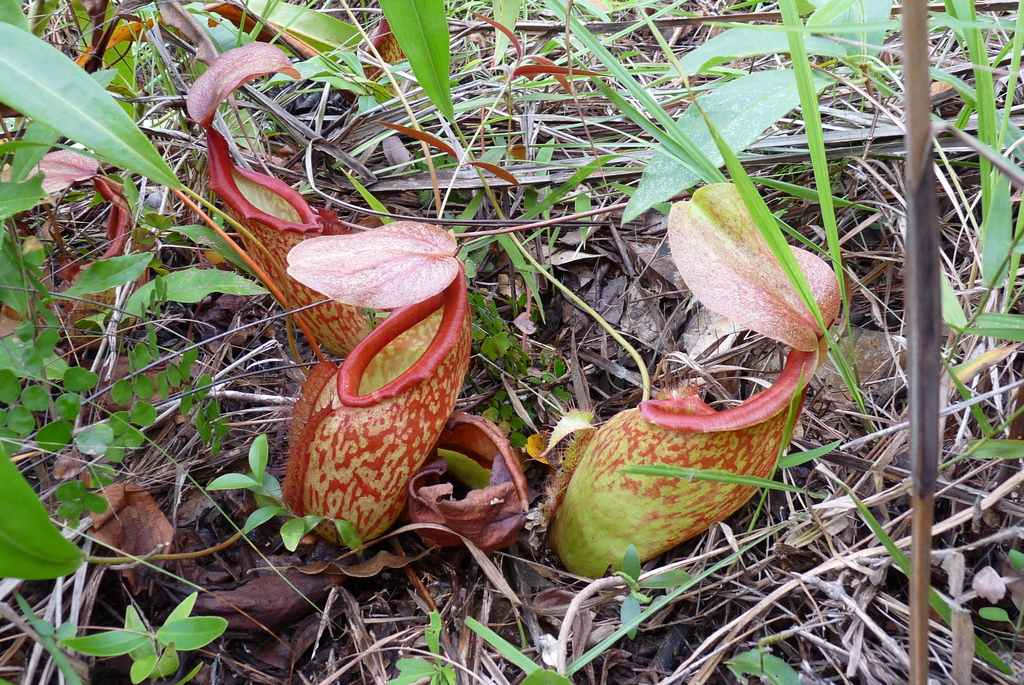 Nepenthes holdenii — la trampa de cerca