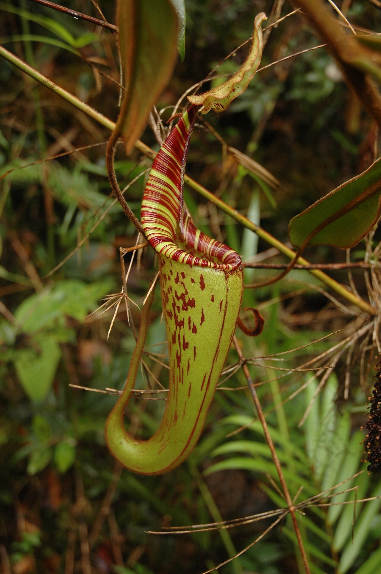 Nepenthes hurrelliana — la trampa de cerca