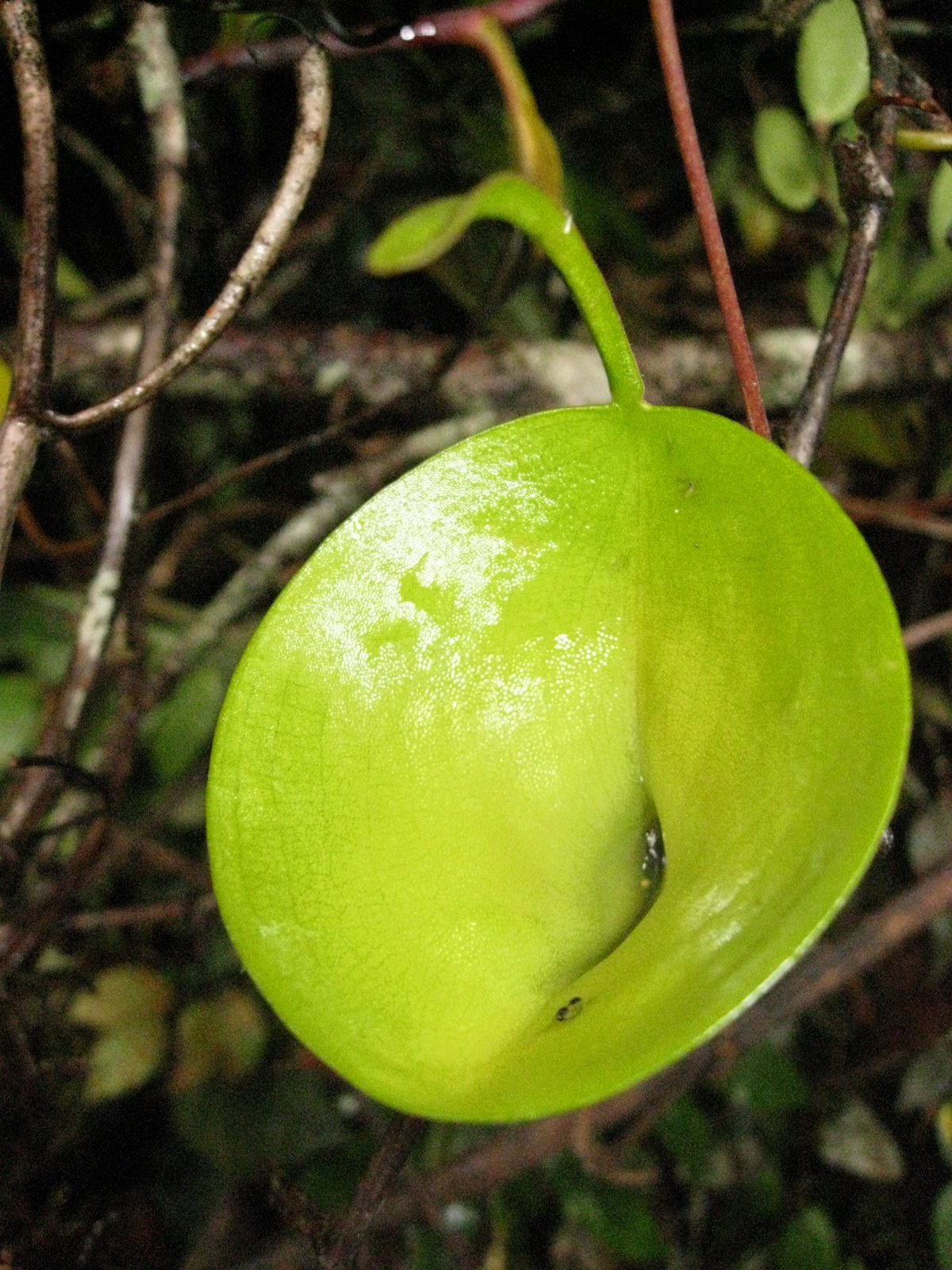 Nepenthes inermis