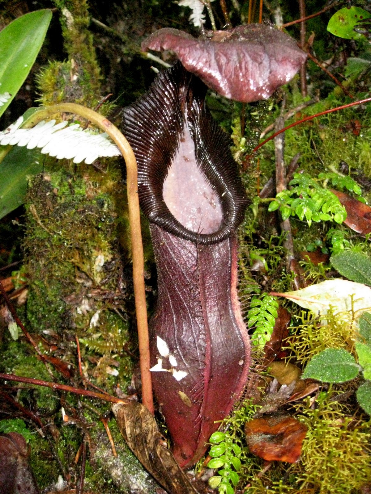 Nepenthes izumiae