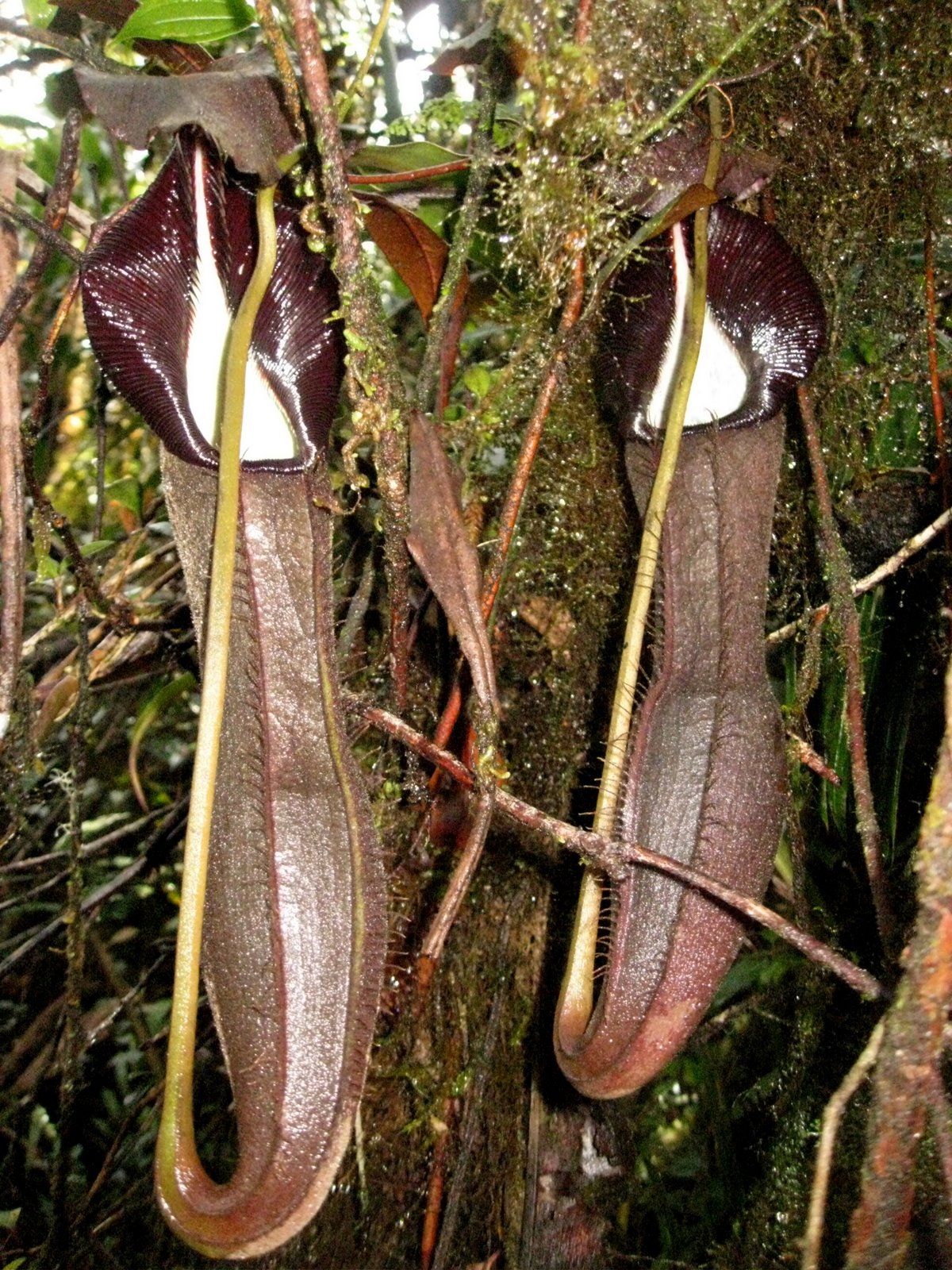 Nepenthes izumiae — de val van dichtbij