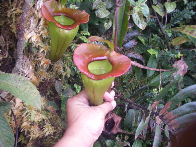 Nepenthes jacquelineae
