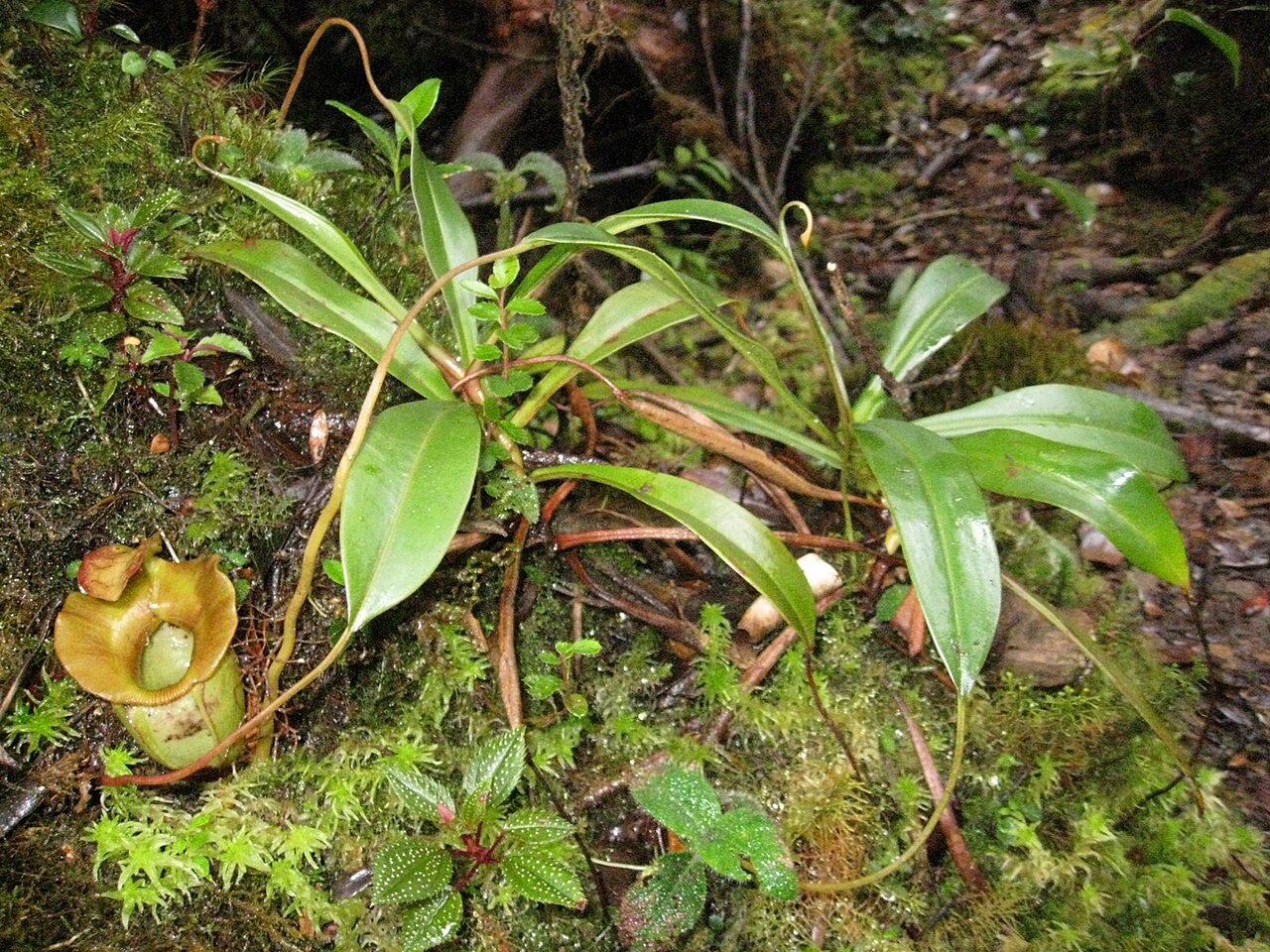 Nepenthes jacquelineae — de standplaats