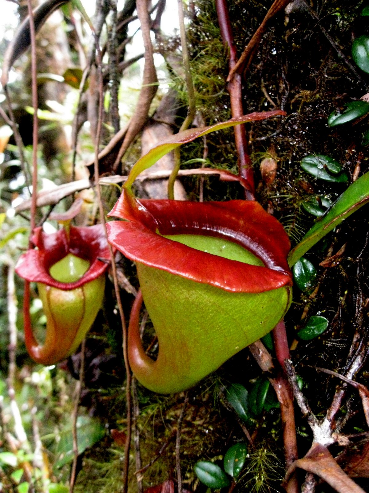 Nepenthes jacquelineae — de val van dichtbij