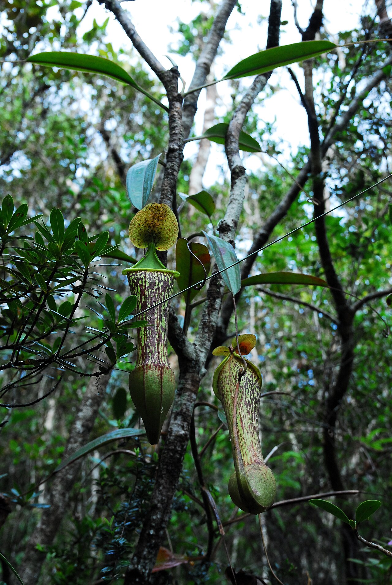 Nepenthes justinae — the trap in close-up