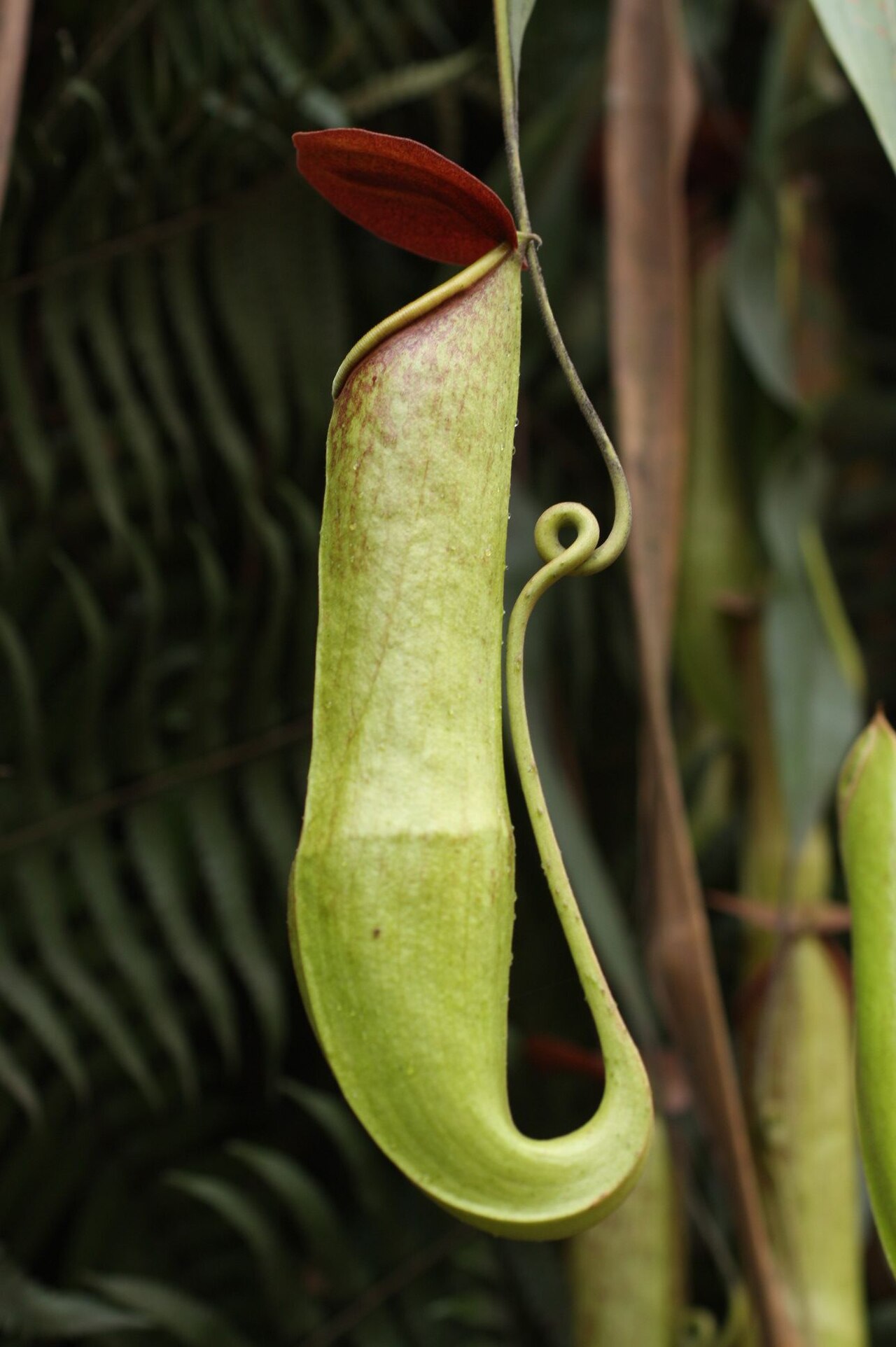 Nepenthes khasiana — the trap in close-up