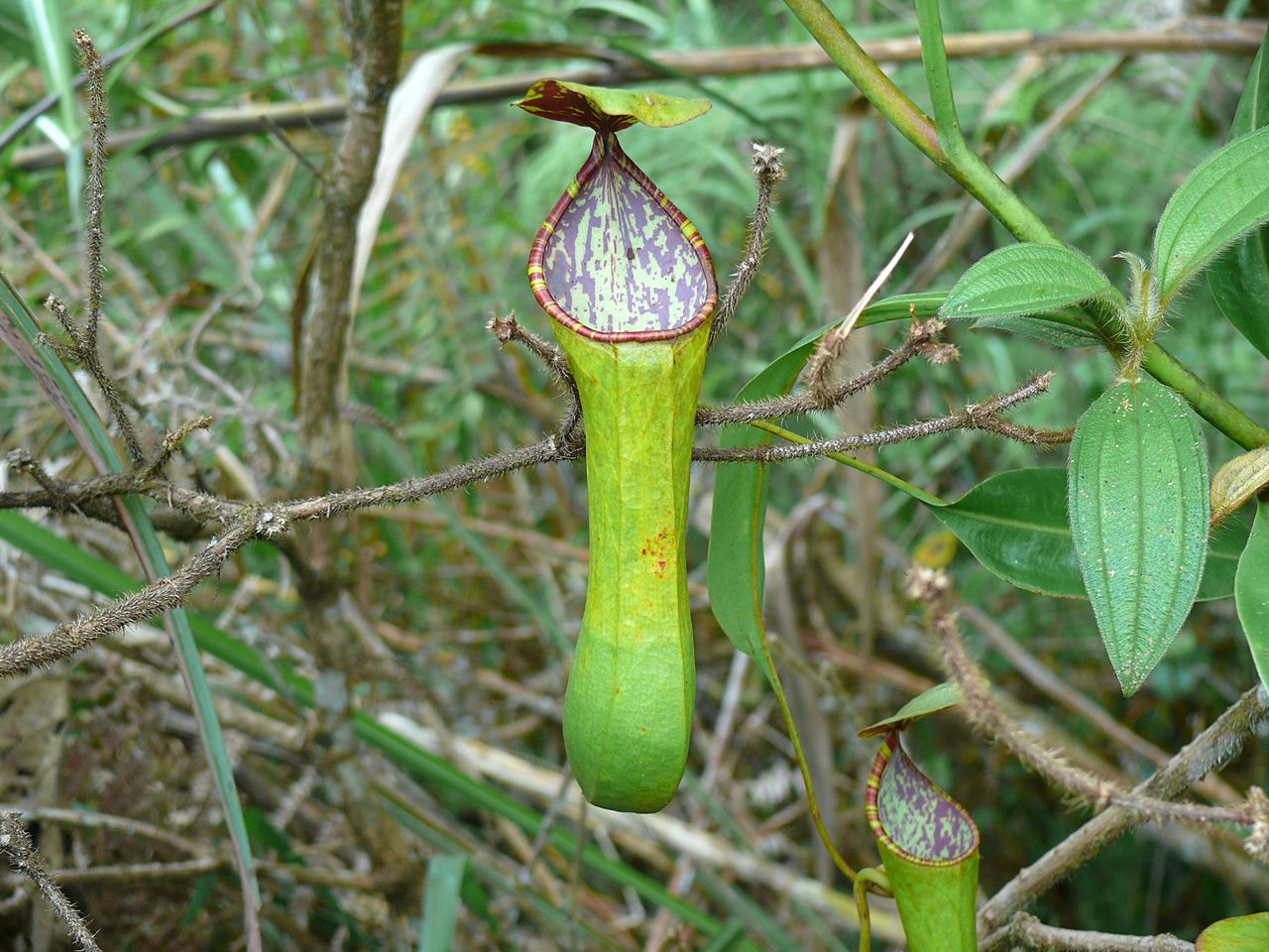 Nepenthes kitanglad