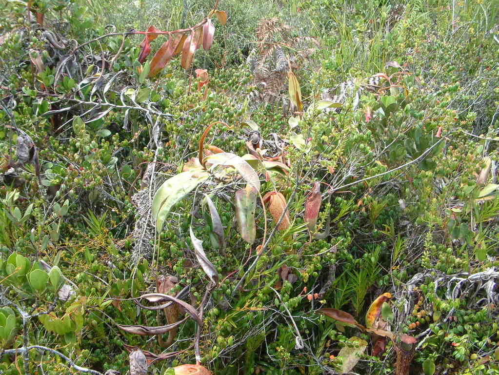 Nepenthes klossii