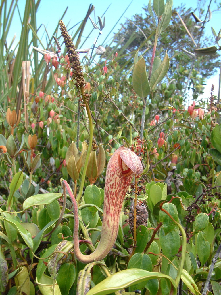 Nepenthes klossii — el hábitat