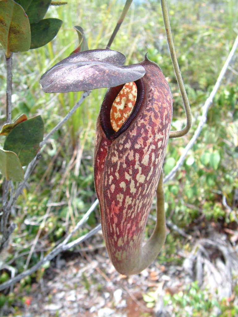 Nepenthes klossii — la trampa de cerca