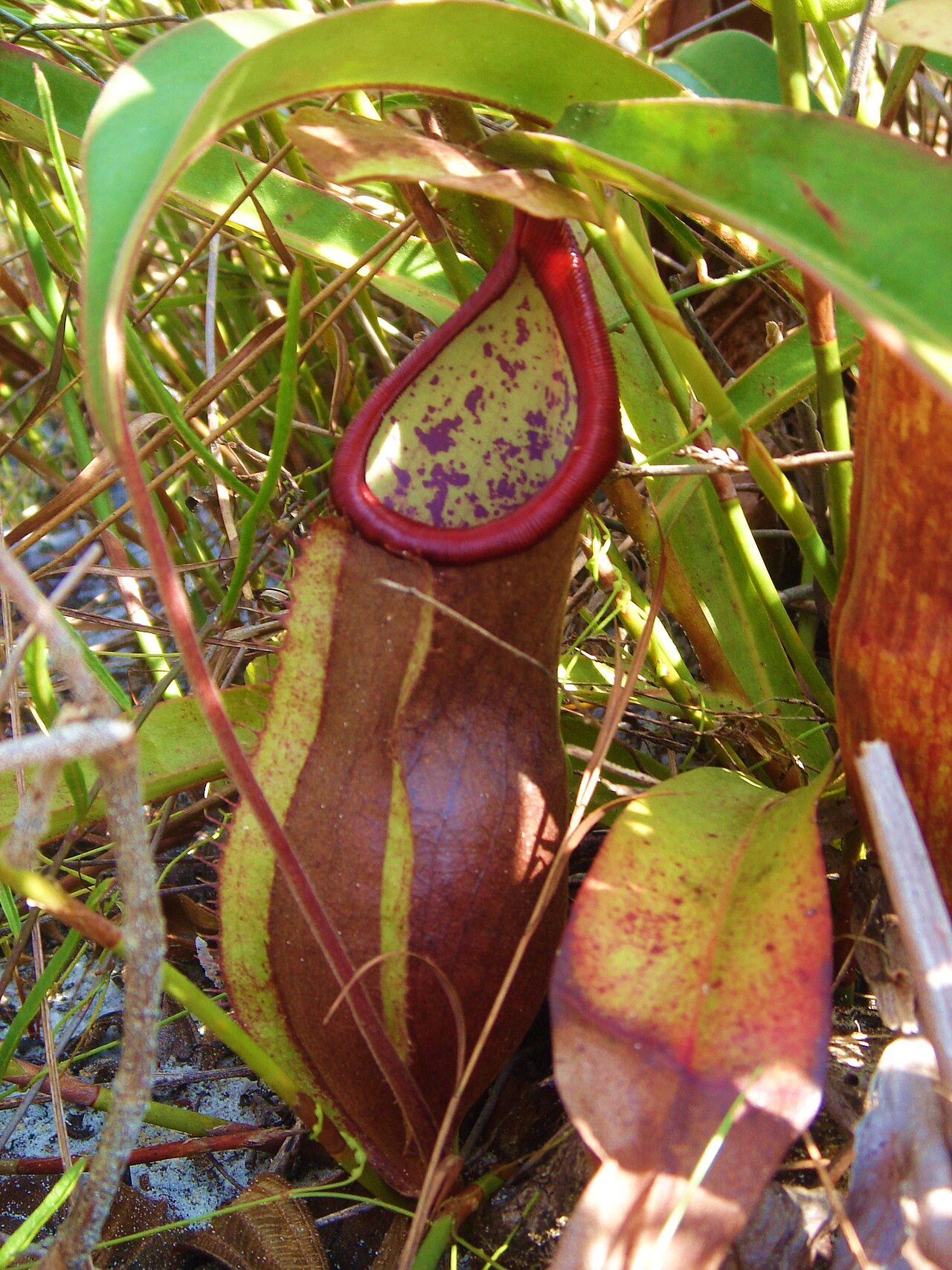 Nepenthes kongkandana