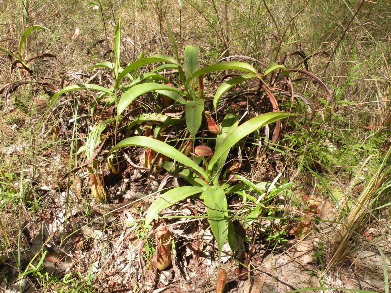 Nepenthes kongkandana — el hábitat