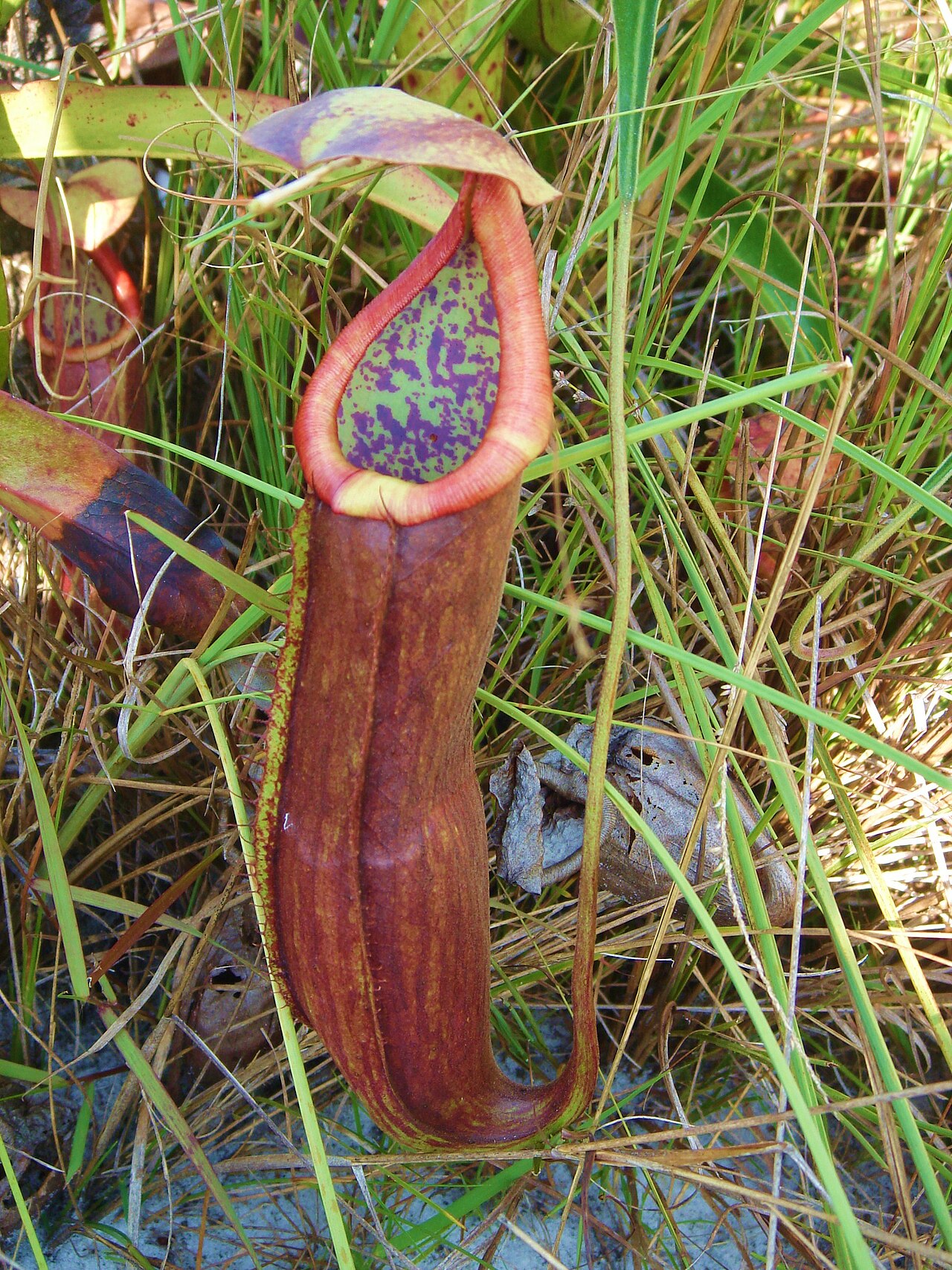 Nepenthes kongkandana — la trampa de cerca