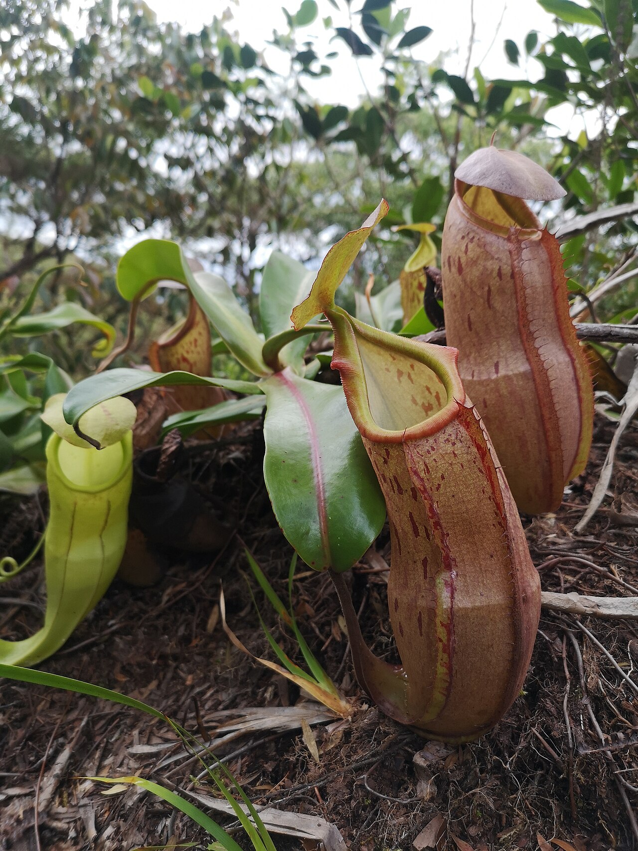 Nepenthes latiffiana