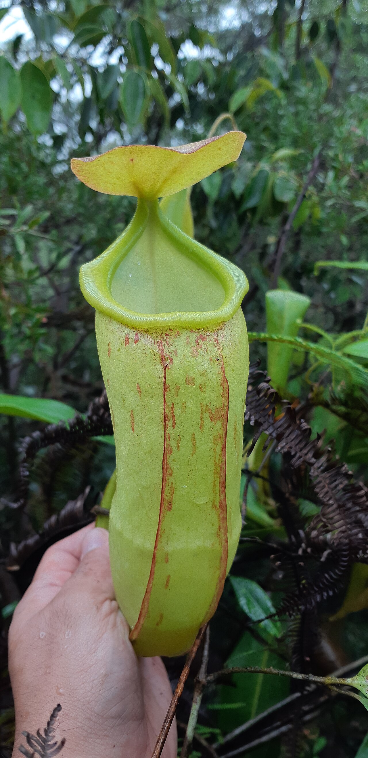 Nepenthes latiffiana — de val van dichtbij