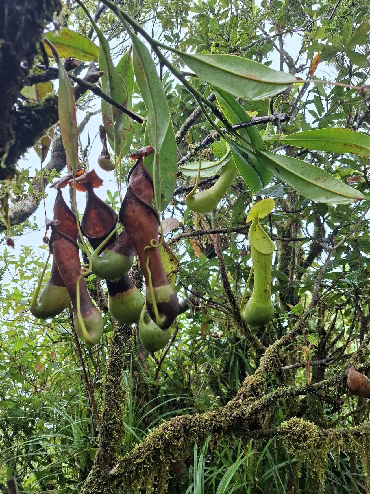 Nepenthes leyte