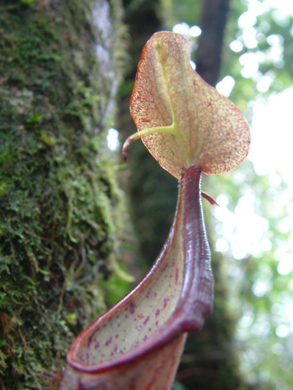 Nepenthes lingulata