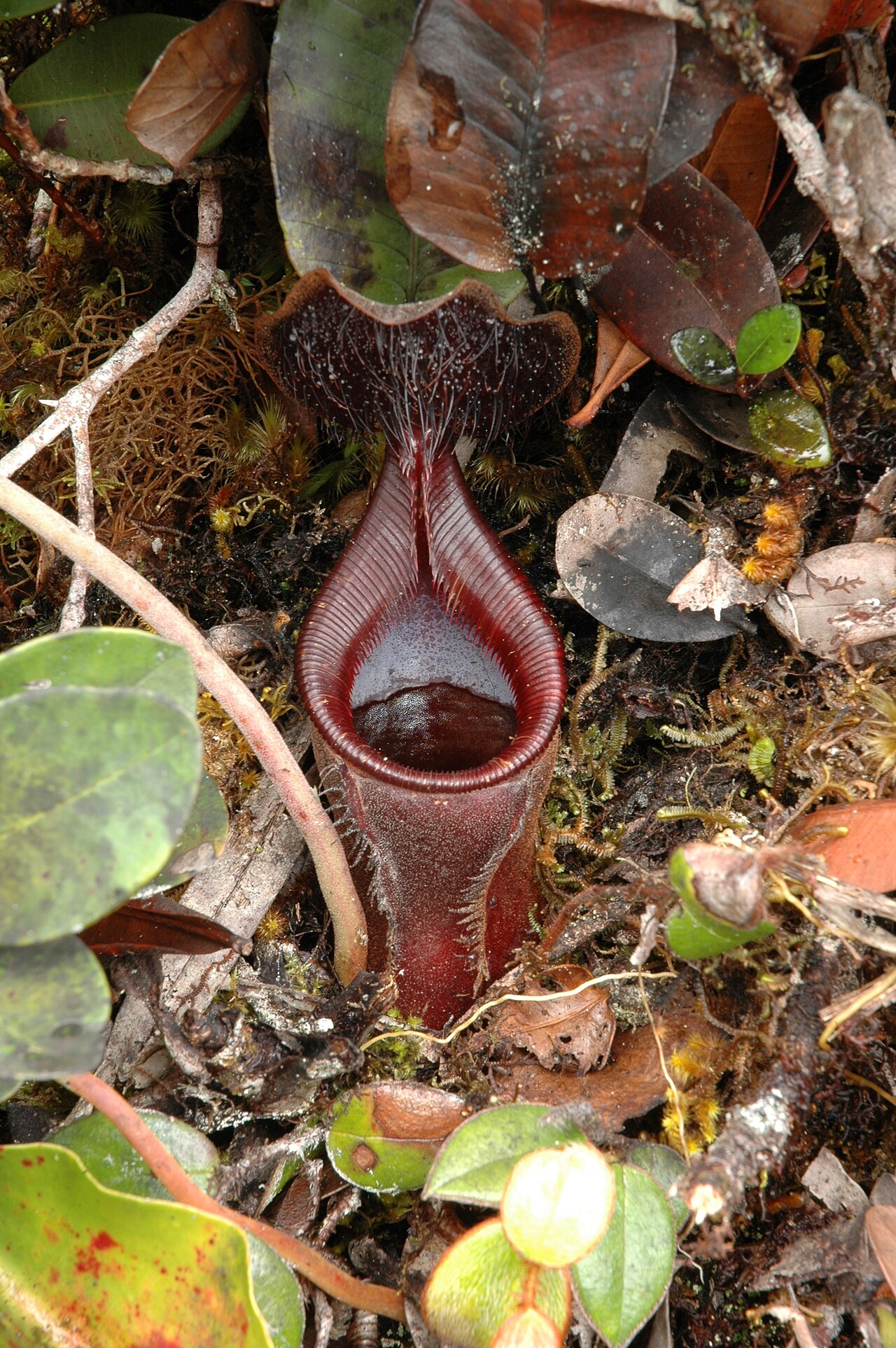 Nepenthes lowii — la trampa de cerca