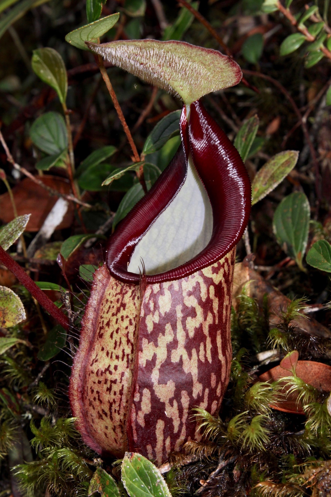 Nepenthes macfarlanei