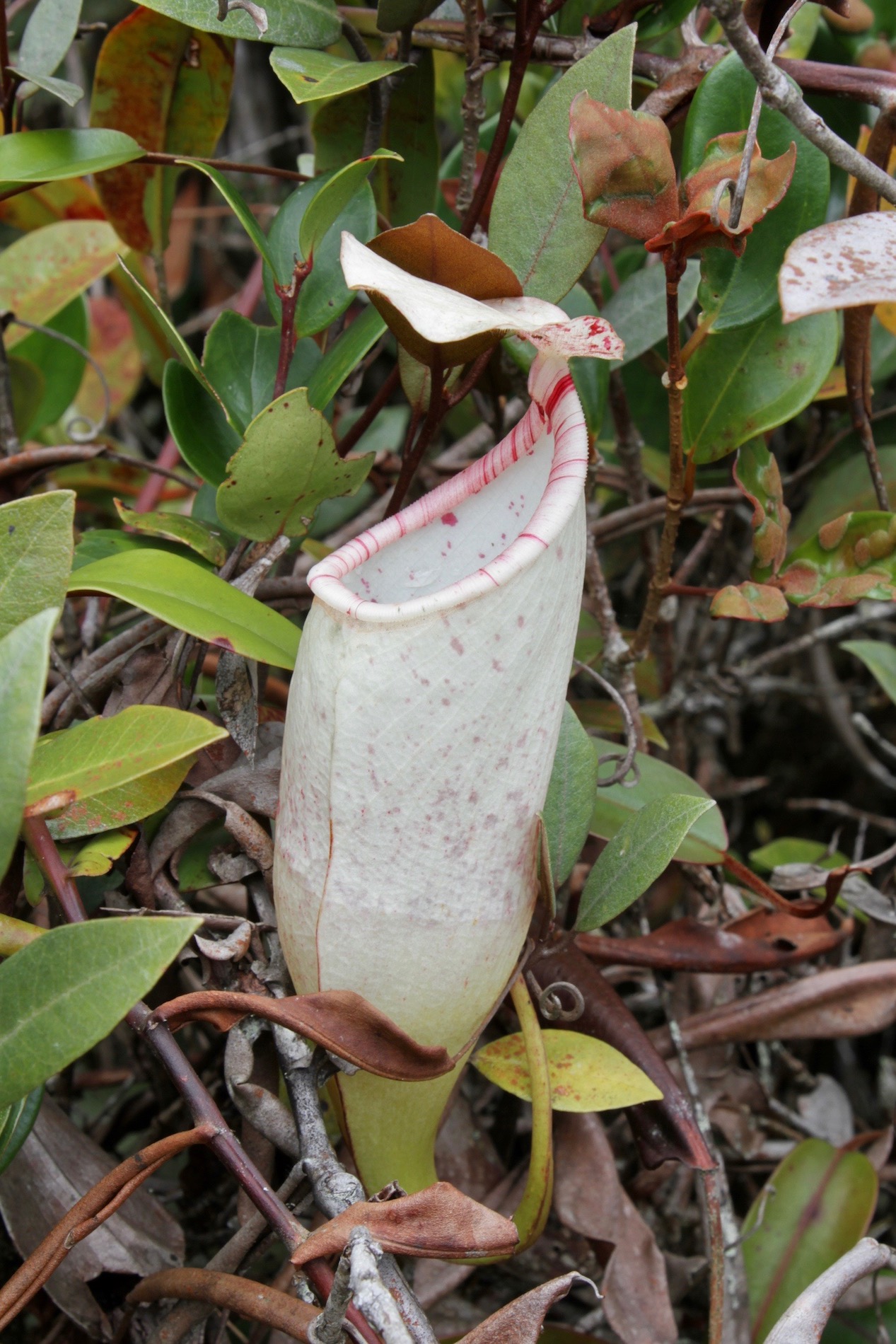 Nepenthes macfarlanei — the trap in close-up