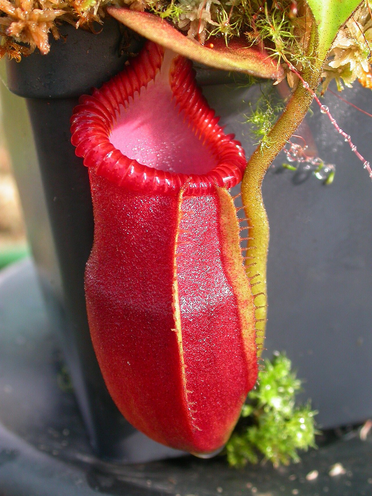Nepenthes macrophylla