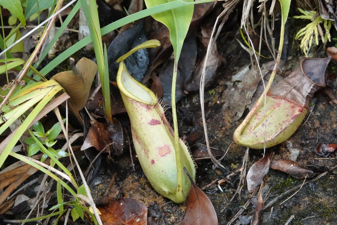 Nepenthes macrovulgaris