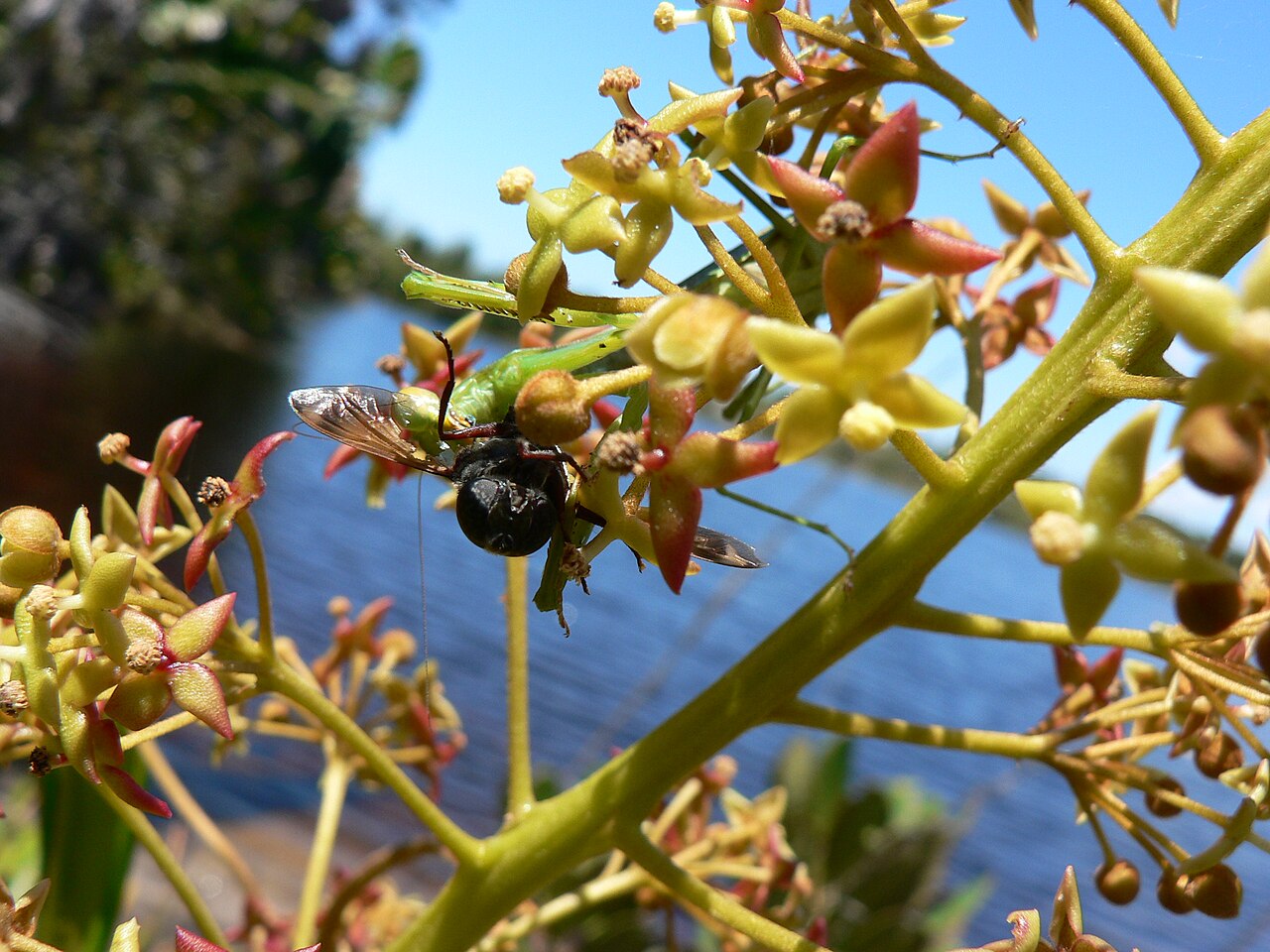 Nepenthes madagascariensis — de bloem