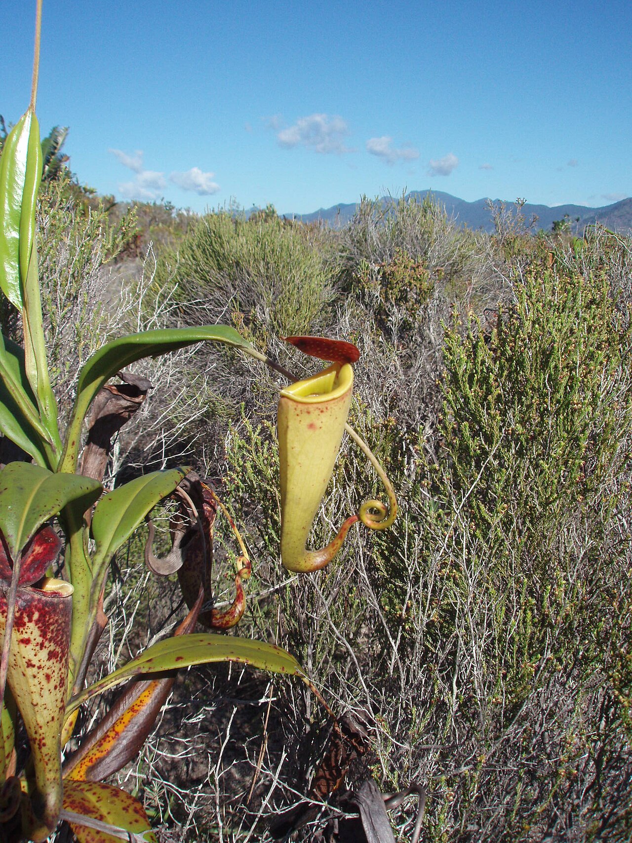 Nepenthes madagascariensis — de standplaats