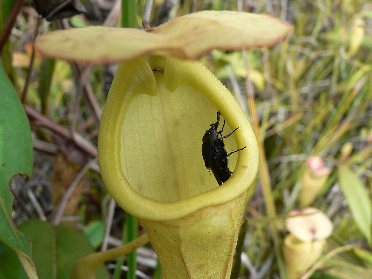 Nepenthes madagascariensis — de val van dichtbij