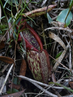 Nepenthes mapuluensis