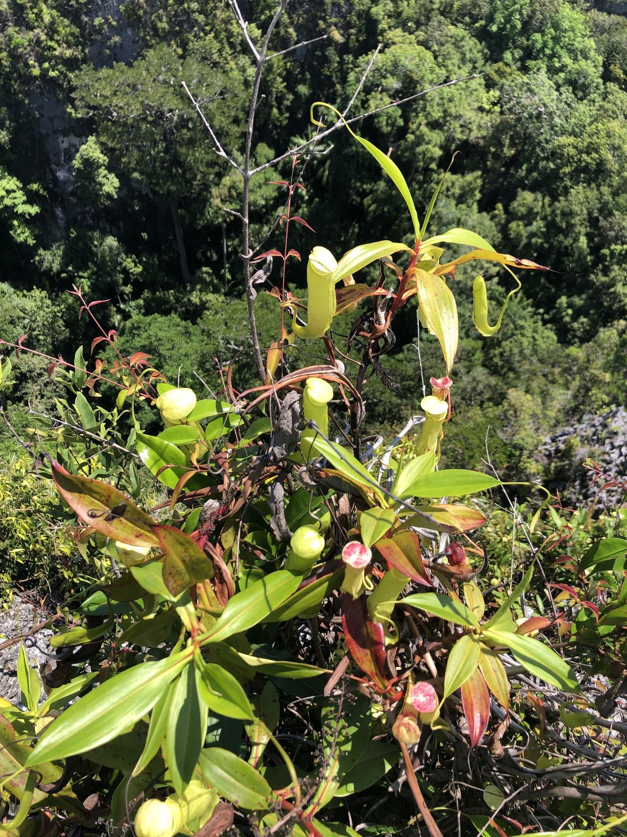 Nepenthes masoalensis
