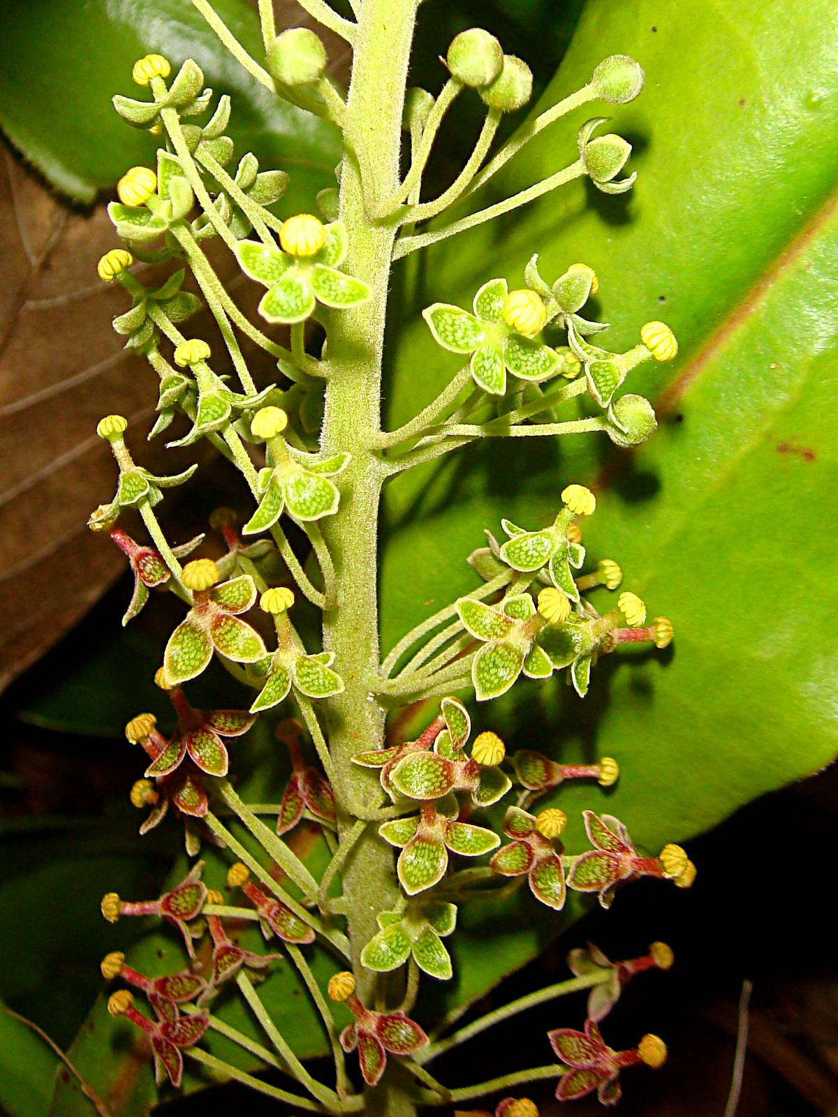 Nepenthes maxima — de bloem