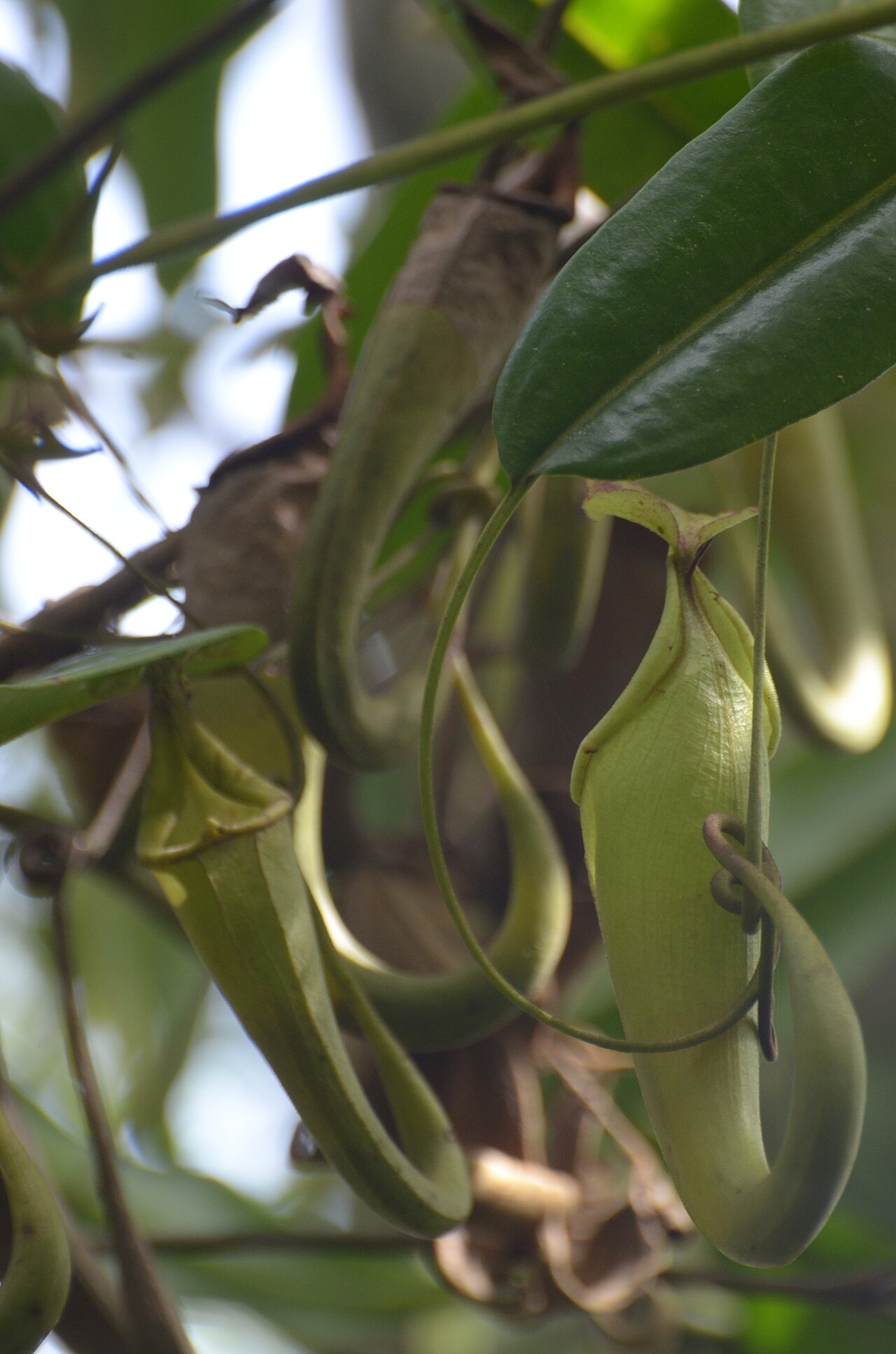 Nepenthes maxima