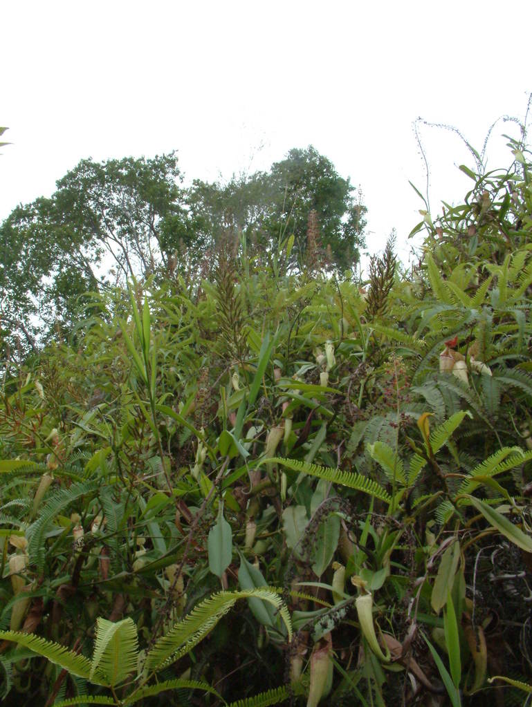 Nepenthes maxima — de standplaats