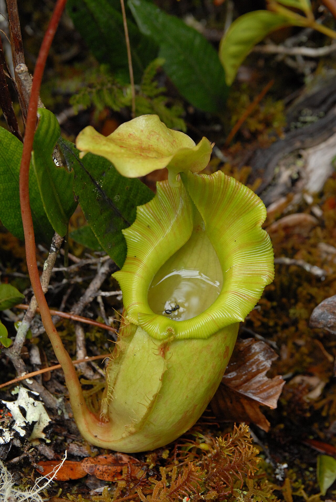 Nepenthes maxima — de val van dichtbij
