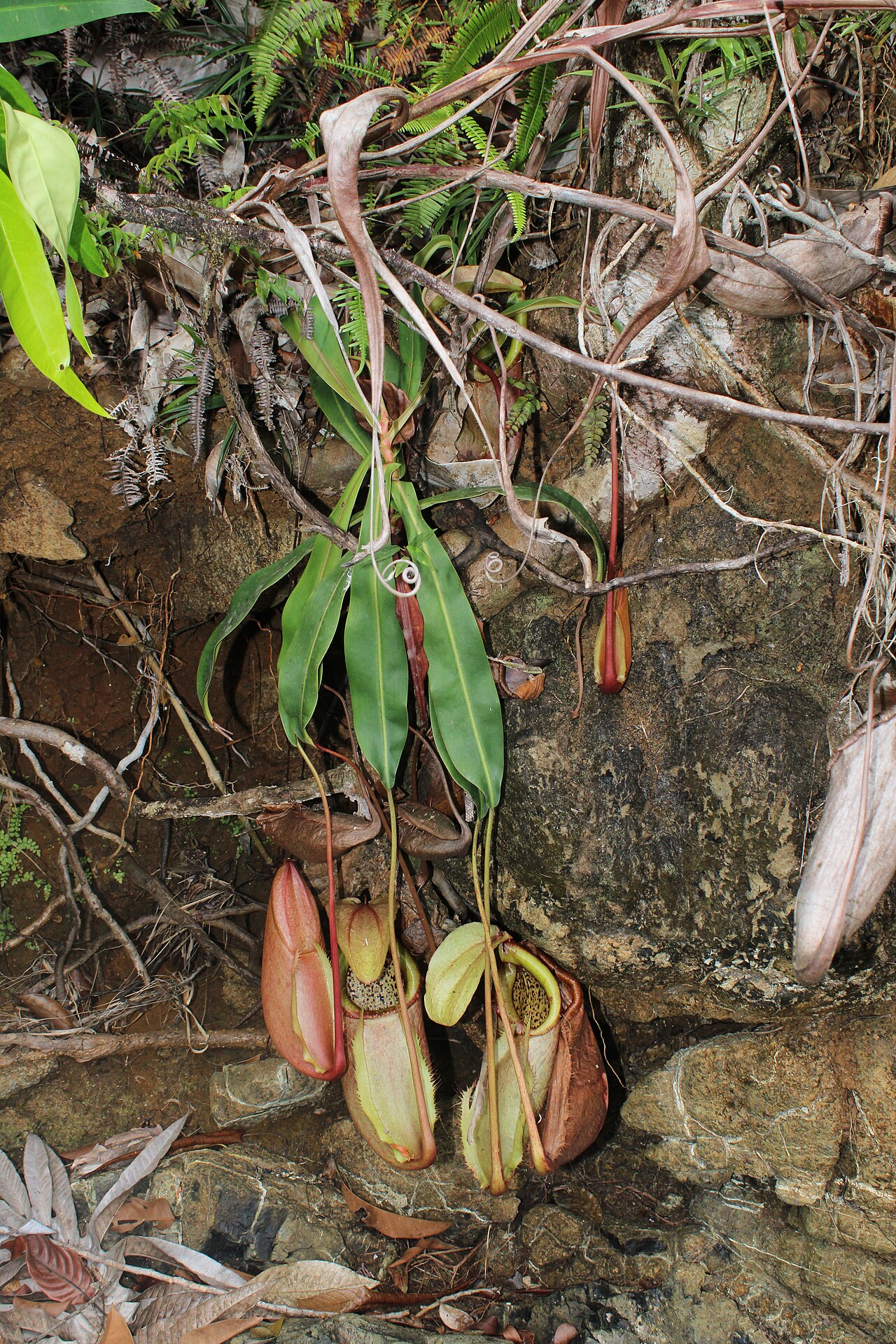 Nepenthes merrilliana