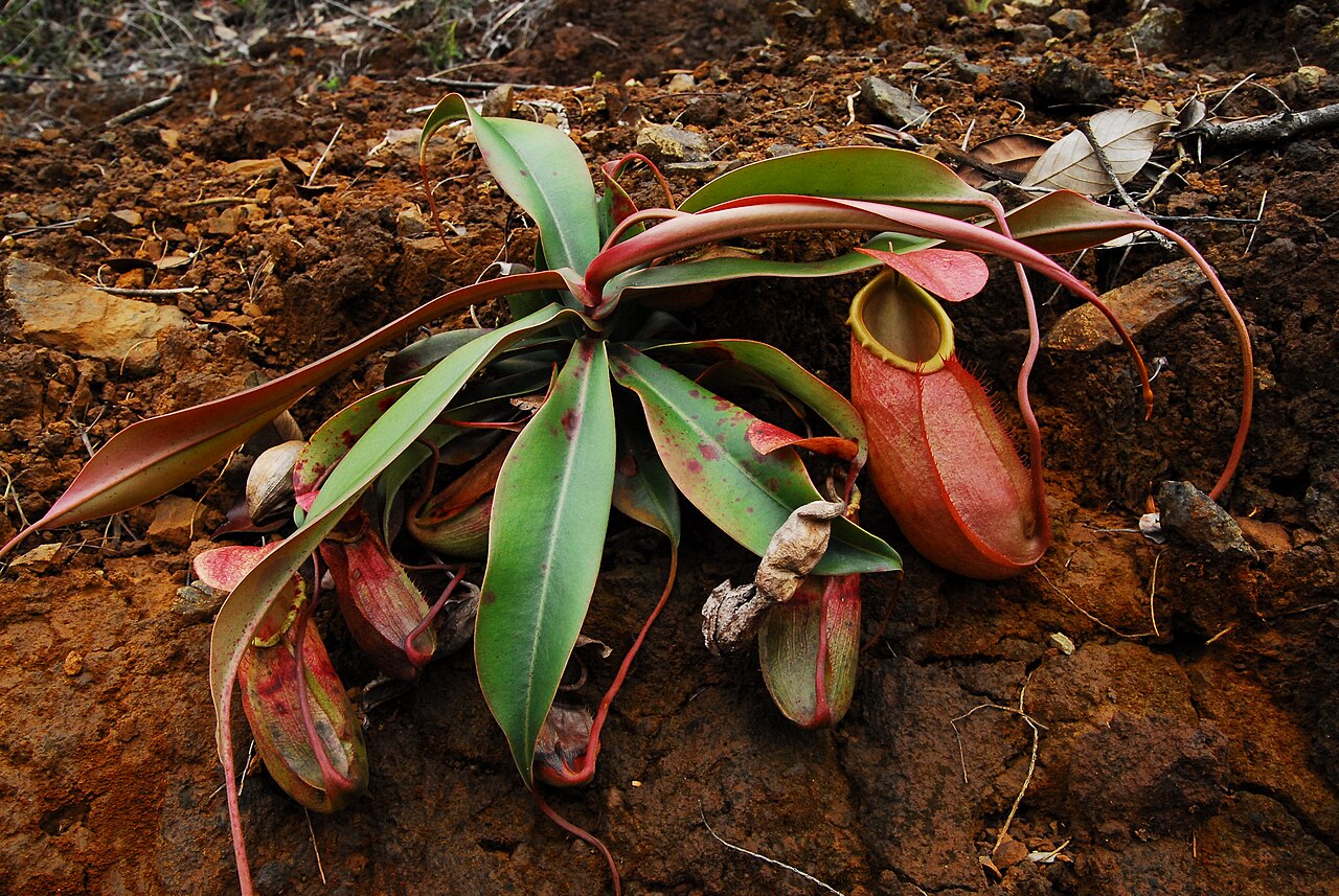 Nepenthes merrilliana — the habitat