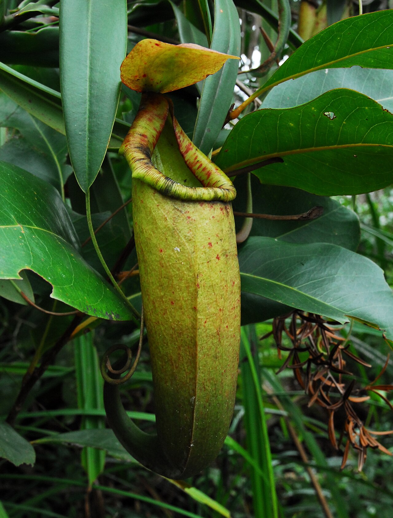 Nepenthes merrilliana — the trap in close-up