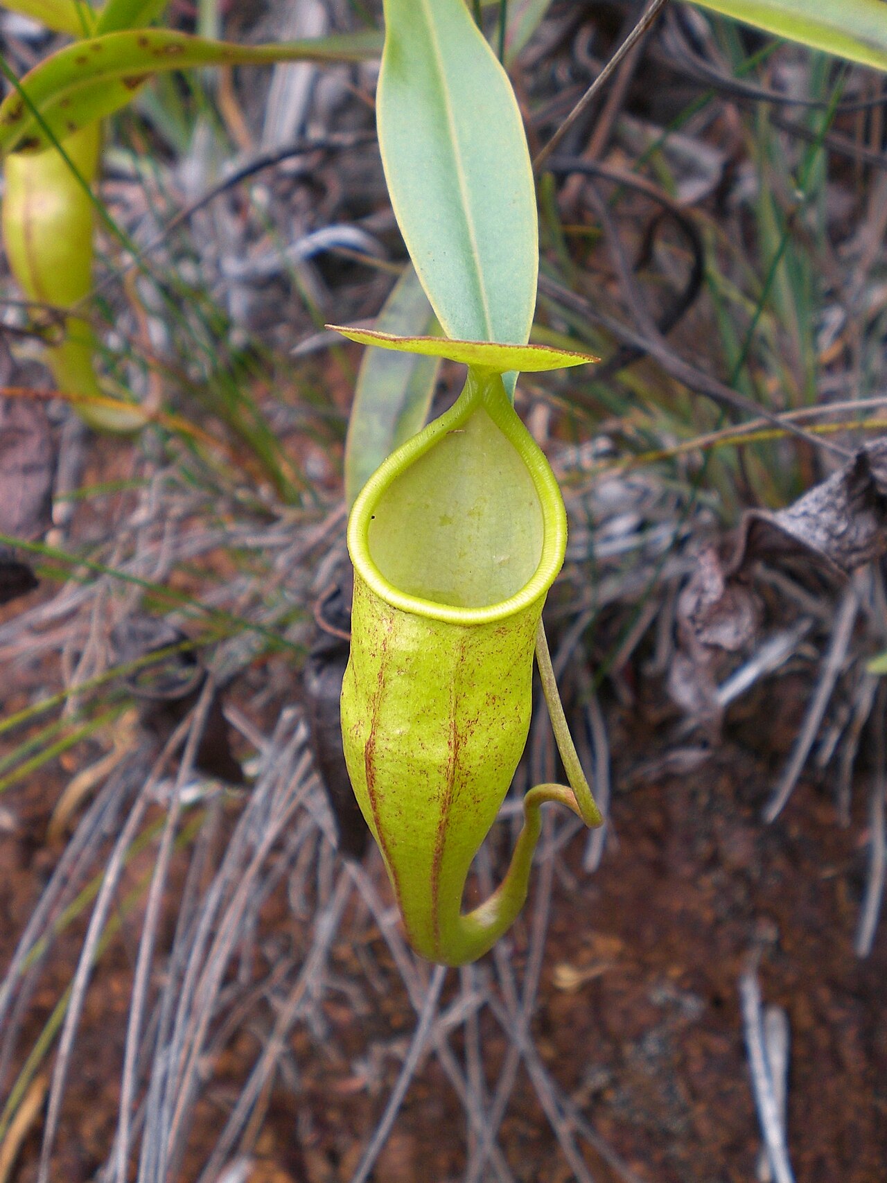 Nepenthes micramphora — de val van dichtbij