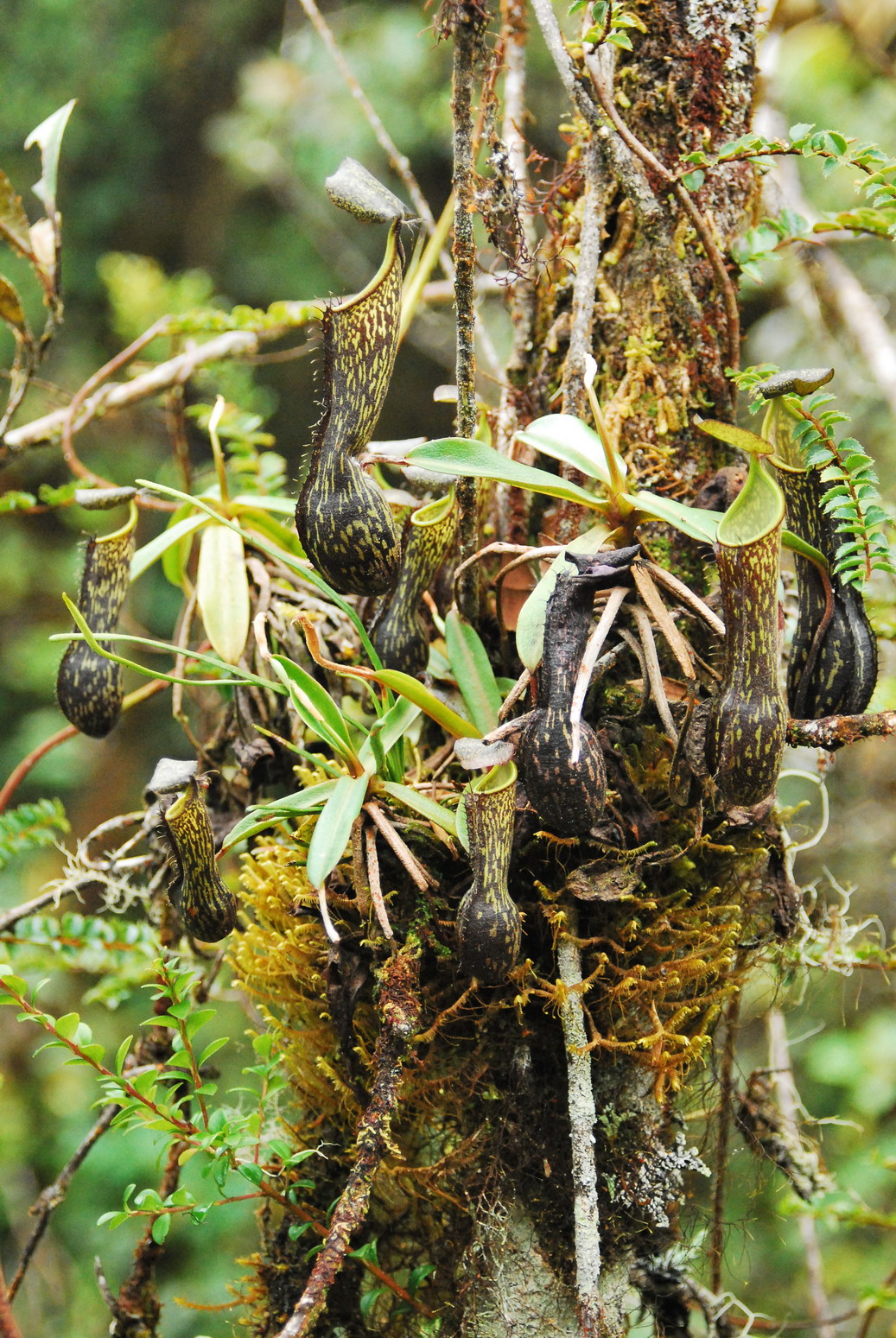 Nepenthes mikei — the habitat